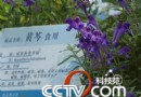 农作物当花看 中国传统特色“花卉”别具风采