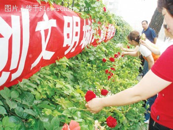 讲道德 做好人 高考生街头“种”花装点城市