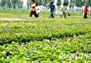 顺义基地60个品种800万盆奥运草花扮靓京城(图)