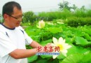 记者探访奥帆礼仪颁奖用花培育基地 莲荷盼露脸