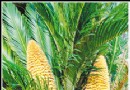 陕西理工学院3株铁树同时开花 雄花并蒂罕见