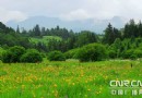 万亩高山姹紫嫣红  长白山迎来中外宾客