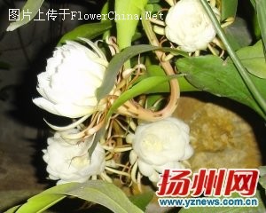 令人称奇！16朵昙花绽放“一现”5小时
