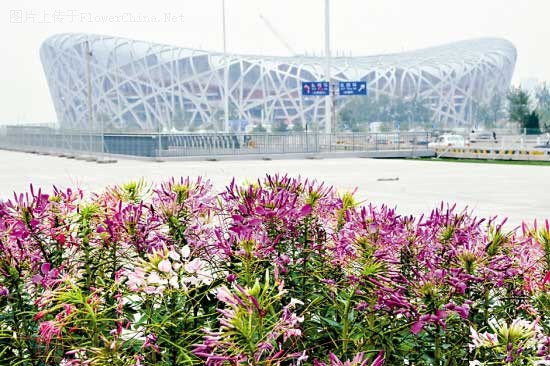 奥运赛区“南大门”景观绿化竣工首开放