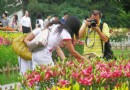 世博园观百合花展20多万株百合竞相绽放