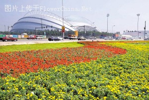 广东：上千万花卉陆续赴京扮靓奥运【图】