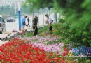 20万盆鲜花扮港城 增加奥运元素 营造奥运氛围
