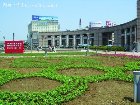 泉城广场：“五环”盆景迎圣火奥运气氛浓厚