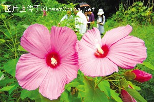 为2010年上海世博会而生 “混血木槿”首次开花