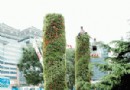大连700万株花卉奥运村，天安门广场摆放完毕