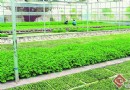 云南：奥运颁奖鲜花 奥运蔬菜已陆续飞往北京