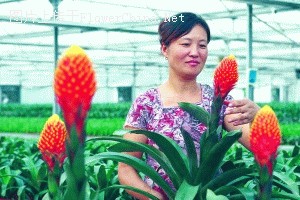 常州：“奥运火炬花”在北京盛开 花主人激动不已