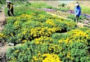 多年生花卉引种繁育基地添彩乌鲁木齐雅山
