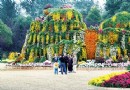 金秋都市森林菊花展进入最佳赏花期一起去寻找“新桃源”