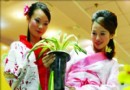 兰花身价百万 元旦广州亮相兰博会 （图）