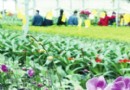 两节临近鲜花热销 大连人逐渐倾情本地花卉[图]