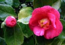 云南山茶成广州年宵花　将推向全国新春花市