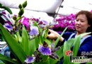 乌鲁木齐节前鲜花不好卖  日销额缩水50%