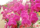 烟台12万株蝴蝶兰怒放 高档组盆8000多元(图)