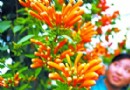 北京世界花卉大观园炮仗花提前“爆放”寒冬闹春