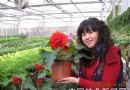 花乡花木集团朱桂锦：盆花生产不再赌年宵