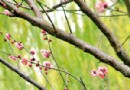 温州市区马鞍池畔寒梅报春 比去年提早近月(图)