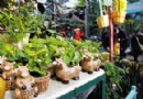 百余种精品花卉热销 进口茶花首现天津春节花市(图)