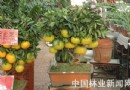 观果植物品种丰富 “代代平安”盆景惹人爱（图）