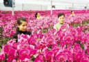 贵阳：年花卉市场销售明显上升  牛年也来“牛”一把