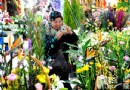 山东青岛立春时节举办花卉展（图片欣赏）