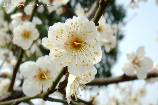 南京国际梅花节今开幕 近半数梅花笑脸迎客