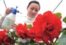新品种牡丹海棠空降北京迎接三八妇女节（图）