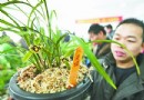 稀有兰花亮相郑州市  悠然玉兰点亮郑州街道