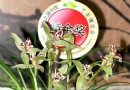 百万兰花又现温江第十九届中国兰花博览会
