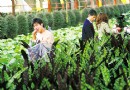 天津滨海开建北方最大高档花卉研发生产基地