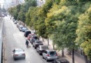 南京新城市民呼唤梧桐专家质疑香樟能否成活