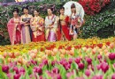 香港花卉展开幕  近35万株品种将在维园亮相