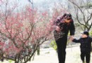 -20℃梅花开出巨型花朵十梅庵已申报国际名录