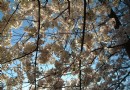春暖好赏花郑州二七区4000亩樱桃花同日绽放