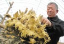 罕见：60岁铁树开花又结果酷似鸟卵煞是好看