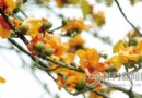 惊艳！会城10棵木棉开黄花市民叹专家称罕见