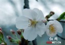 长沙：樱花怒放 植物园里游人如织尽情欣赏