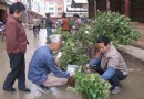 融安桂花树苗热销绿化苗木市场正式进入旺季