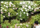 春暖花开洛阳菏泽进入“大美牡丹”最佳赏季