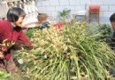 新桐一村民家兰花去年开270多朵今年开500朵