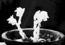 “花中玉女”——水晶兰惊现新昌 价值百万