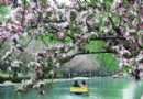 元大都遗址公园内海棠花进入盛花期竞相开放