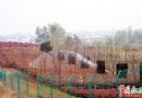吉安：打造300公里高品位高速公路景观林带