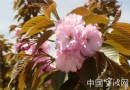 浙江宁波：迎樱花节万亩樱花映衬四明好山水
