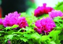 花为媒促经济 世界邮展牡丹主题藏品竞出炉